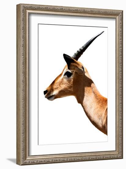 Safari Profile Collection - Antelope Impala White Edition VI-Philippe Hugonnard-Framed Photographic Print