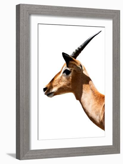 Safari Profile Collection - Antelope Impala White Edition VI-Philippe Hugonnard-Framed Photographic Print