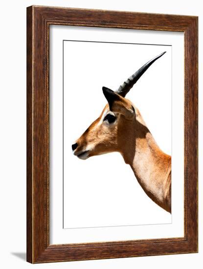 Safari Profile Collection - Antelope Impala White Edition VI-Philippe Hugonnard-Framed Photographic Print