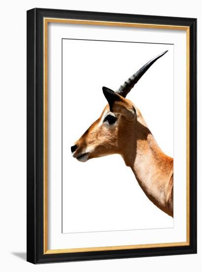 Safari Profile Collection - Antelope Impala White Edition VI-Philippe Hugonnard-Framed Photographic Print