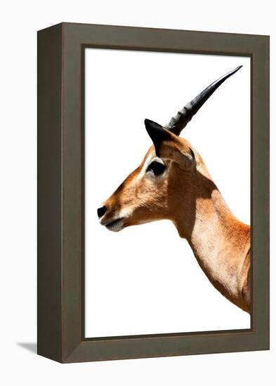 Safari Profile Collection - Antelope Impala White Edition VI-Philippe Hugonnard-Framed Premier Image Canvas