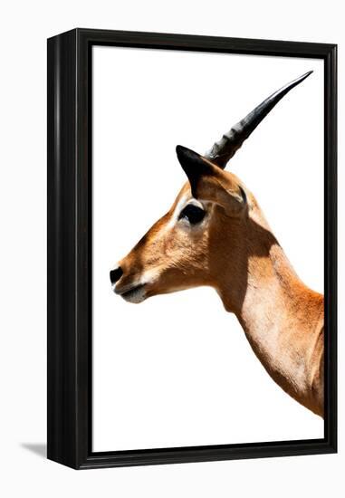 Safari Profile Collection - Antelope Impala White Edition VI-Philippe Hugonnard-Framed Premier Image Canvas