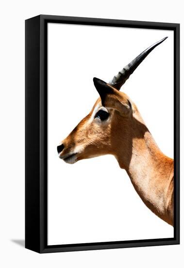 Safari Profile Collection - Antelope Impala White Edition VI-Philippe Hugonnard-Framed Premier Image Canvas