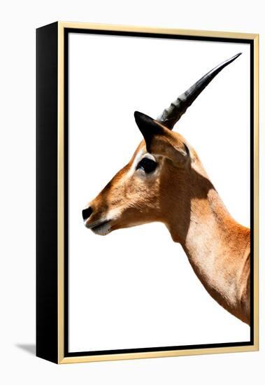 Safari Profile Collection - Antelope Impala White Edition VI-Philippe Hugonnard-Framed Premier Image Canvas
