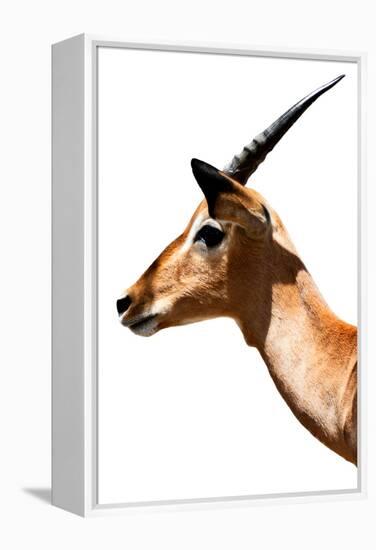 Safari Profile Collection - Antelope Impala White Edition VI-Philippe Hugonnard-Framed Premier Image Canvas