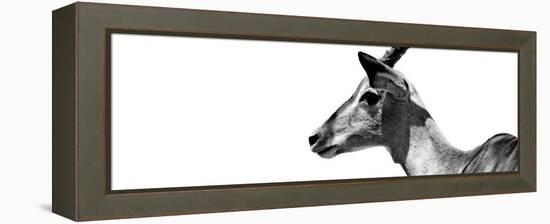 Safari Profile Collection - Antelope Impala White Edition VII-Philippe Hugonnard-Framed Premier Image Canvas