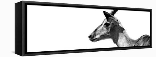 Safari Profile Collection - Antelope Impala White Edition VII-Philippe Hugonnard-Framed Premier Image Canvas