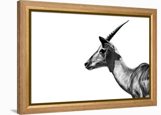 Safari Profile Collection - Antelope Impala White Edition-Philippe Hugonnard-Framed Premier Image Canvas