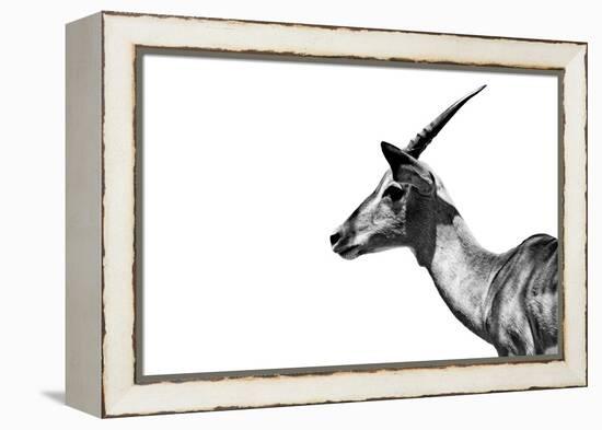 Safari Profile Collection - Antelope Impala White Edition-Philippe Hugonnard-Framed Premier Image Canvas