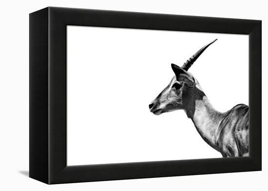 Safari Profile Collection - Antelope Impala White Edition-Philippe Hugonnard-Framed Premier Image Canvas