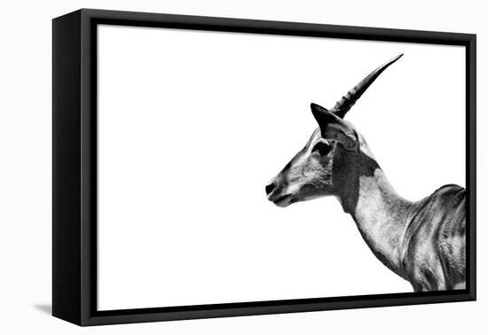 Safari Profile Collection - Antelope Impala White Edition-Philippe Hugonnard-Framed Premier Image Canvas