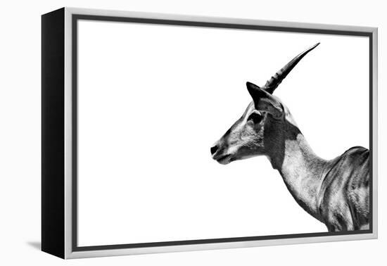 Safari Profile Collection - Antelope Impala White Edition-Philippe Hugonnard-Framed Premier Image Canvas
