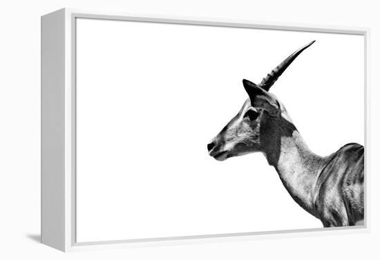 Safari Profile Collection - Antelope Impala White Edition-Philippe Hugonnard-Framed Premier Image Canvas