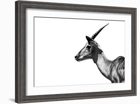 Safari Profile Collection - Antelope Impala White Edition-Philippe Hugonnard-Framed Photographic Print