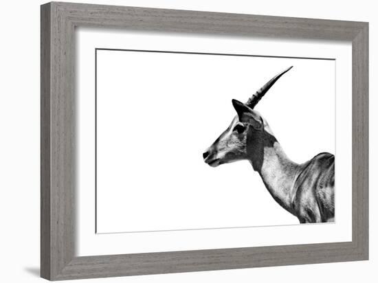 Safari Profile Collection - Antelope Impala White Edition-Philippe Hugonnard-Framed Photographic Print