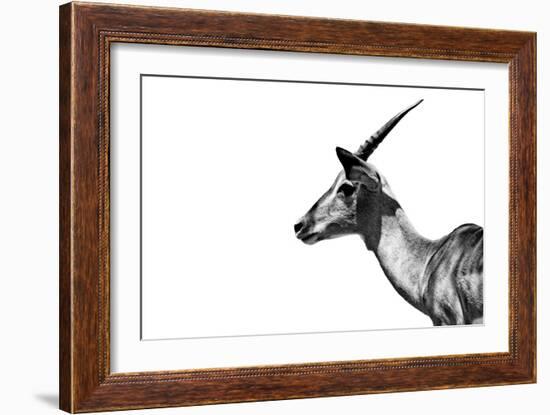 Safari Profile Collection - Antelope Impala White Edition-Philippe Hugonnard-Framed Photographic Print