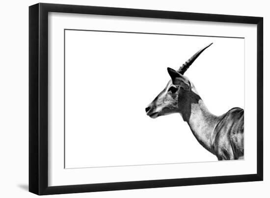 Safari Profile Collection - Antelope Impala White Edition-Philippe Hugonnard-Framed Photographic Print