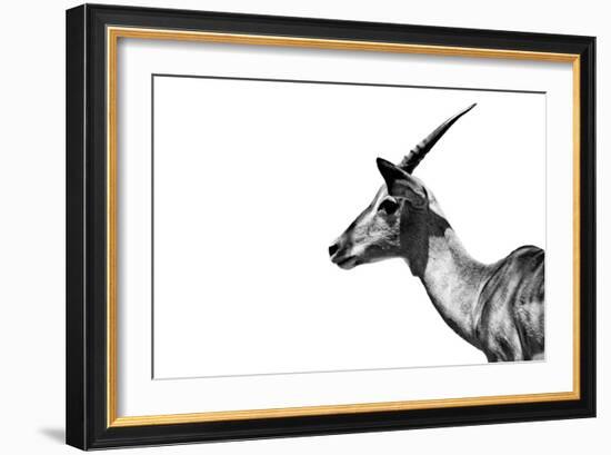 Safari Profile Collection - Antelope Impala White Edition-Philippe Hugonnard-Framed Photographic Print