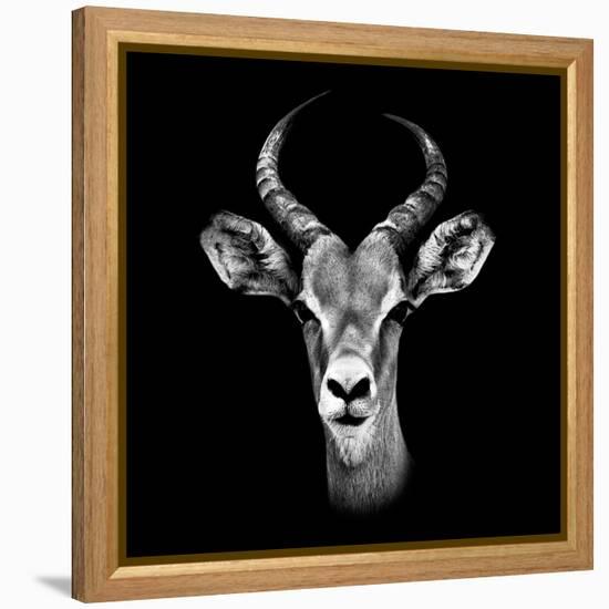 Safari Profile Collection - Antelope Portrait Black Edition III-Philippe Hugonnard-Framed Premier Image Canvas