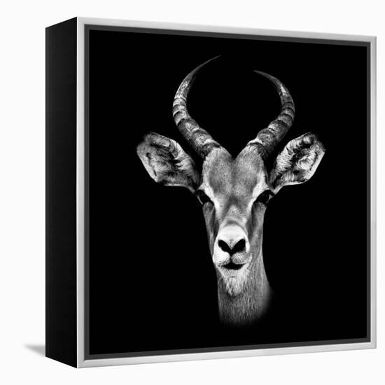 Safari Profile Collection - Antelope Portrait Black Edition III-Philippe Hugonnard-Framed Premier Image Canvas