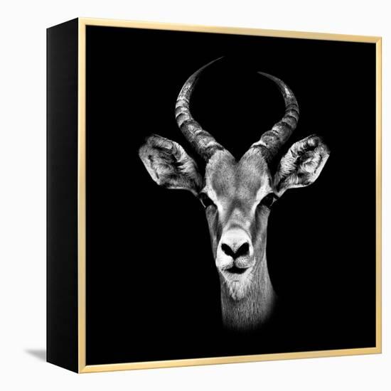 Safari Profile Collection - Antelope Portrait Black Edition III-Philippe Hugonnard-Framed Premier Image Canvas