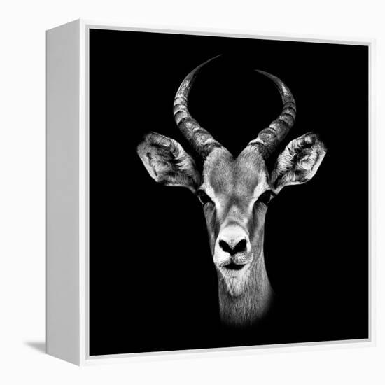 Safari Profile Collection - Antelope Portrait Black Edition III-Philippe Hugonnard-Framed Premier Image Canvas