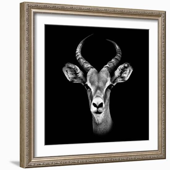 Safari Profile Collection - Antelope Portrait Black Edition III-Philippe Hugonnard-Framed Photographic Print