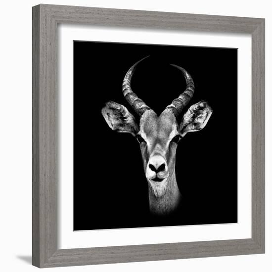 Safari Profile Collection - Antelope Portrait Black Edition III-Philippe Hugonnard-Framed Photographic Print