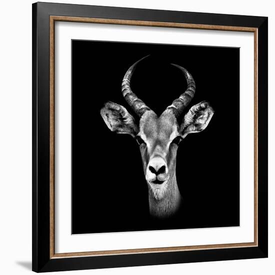 Safari Profile Collection - Antelope Portrait Black Edition III-Philippe Hugonnard-Framed Photographic Print