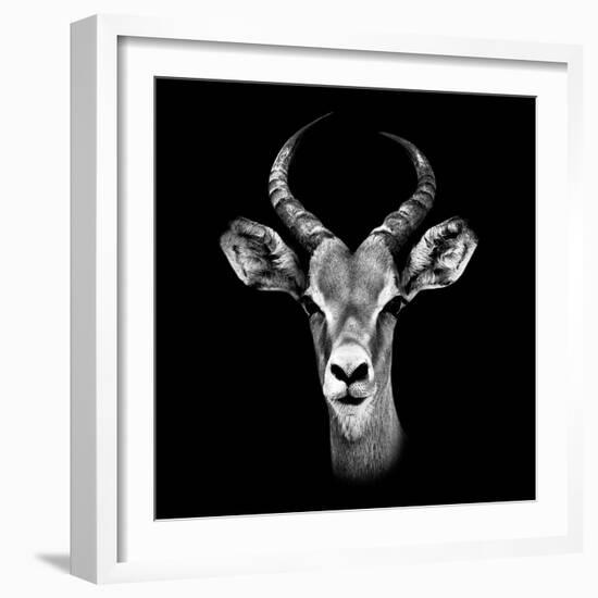 Safari Profile Collection - Antelope Portrait Black Edition III-Philippe Hugonnard-Framed Photographic Print