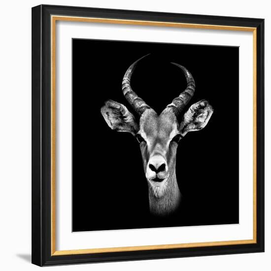 Safari Profile Collection - Antelope Portrait Black Edition III-Philippe Hugonnard-Framed Photographic Print