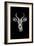Safari Profile Collection - Antelope Portrait Black Edition-Philippe Hugonnard-Framed Photographic Print