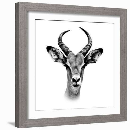 Safari Profile Collection - Antelope Portrait White Edition III-Philippe Hugonnard-Framed Photographic Print