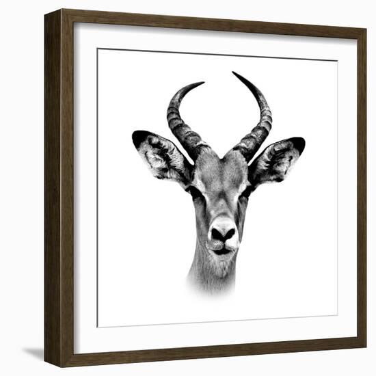 Safari Profile Collection - Antelope Portrait White Edition III-Philippe Hugonnard-Framed Photographic Print