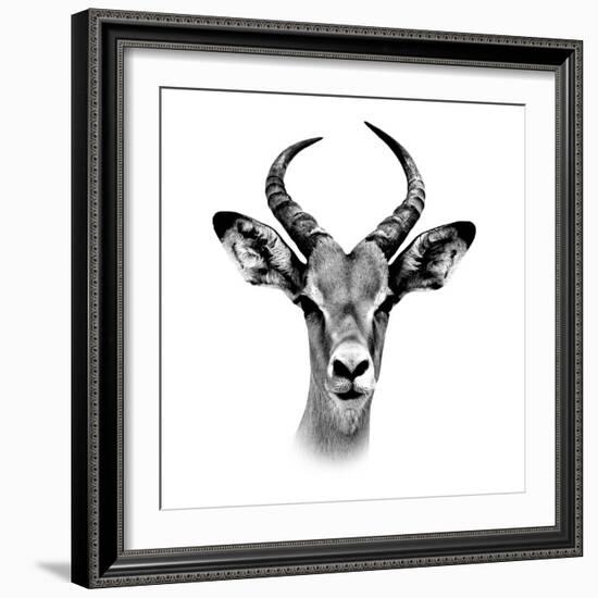 Safari Profile Collection - Antelope Portrait White Edition III-Philippe Hugonnard-Framed Photographic Print