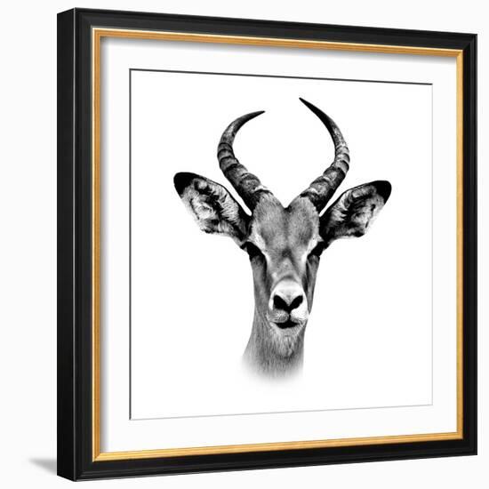 Safari Profile Collection - Antelope Portrait White Edition III-Philippe Hugonnard-Framed Photographic Print