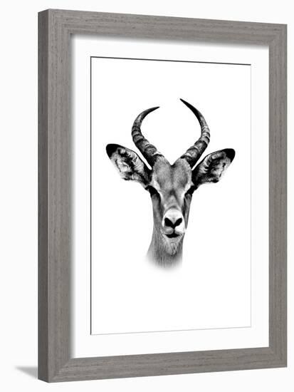 Safari Profile Collection - Antelope Portrait White Edition-Philippe Hugonnard-Framed Photographic Print