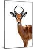 Safari Profile Collection - Antelope White Edition II-Philippe Hugonnard-Mounted Photographic Print