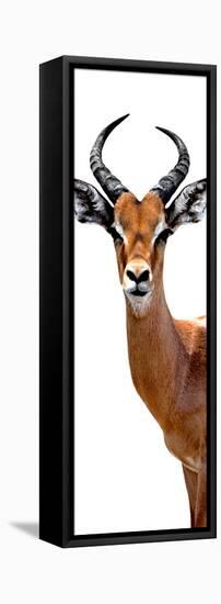 Safari Profile Collection - Antelope White Edition IV-Philippe Hugonnard-Framed Premier Image Canvas