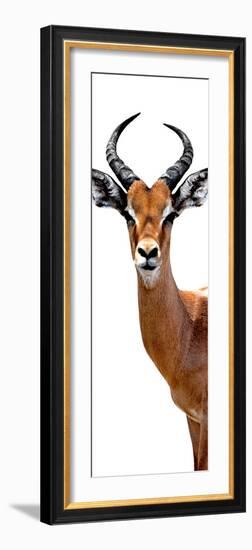 Safari Profile Collection - Antelope White Edition IV-Philippe Hugonnard-Framed Photographic Print