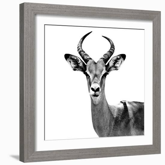 Safari Profile Collection - Antelope White Edition V-Philippe Hugonnard-Framed Photographic Print