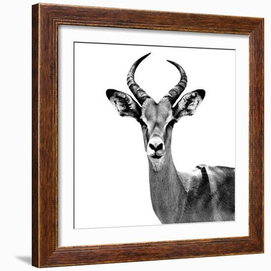 Safari Profile Collection - Antelope White Edition V-Philippe Hugonnard-Framed Photographic Print