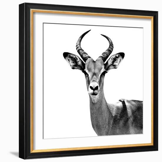 Safari Profile Collection - Antelope White Edition V-Philippe Hugonnard-Framed Photographic Print