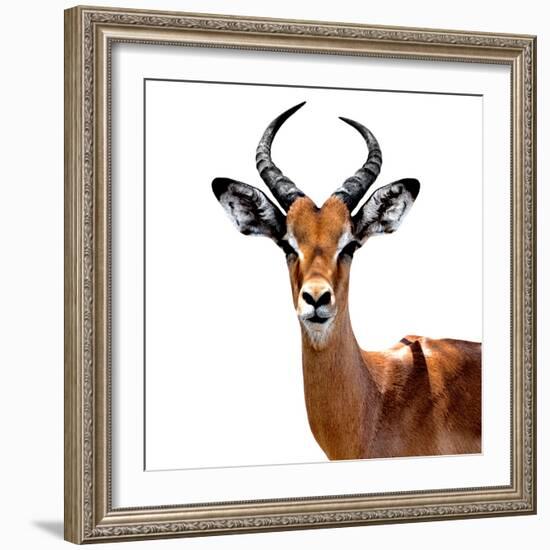 Safari Profile Collection - Antelope White Edition VI-Philippe Hugonnard-Framed Photographic Print