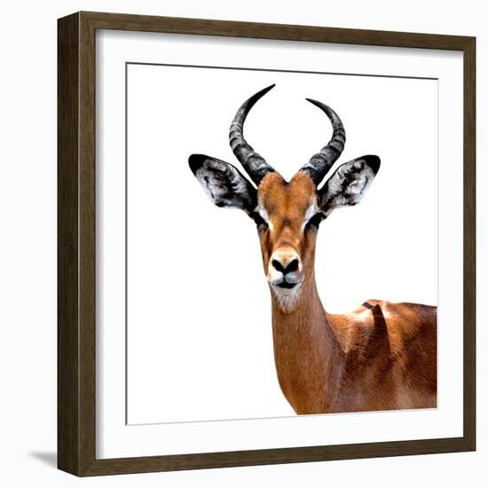 Safari Profile Collection - Antelope White Edition VI-Philippe Hugonnard-Framed Photographic Print