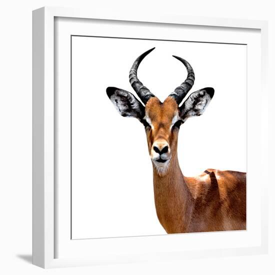 Safari Profile Collection - Antelope White Edition VI-Philippe Hugonnard-Framed Photographic Print