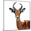 Safari Profile Collection - Antelope White Edition VI-Philippe Hugonnard-Mounted Photographic Print