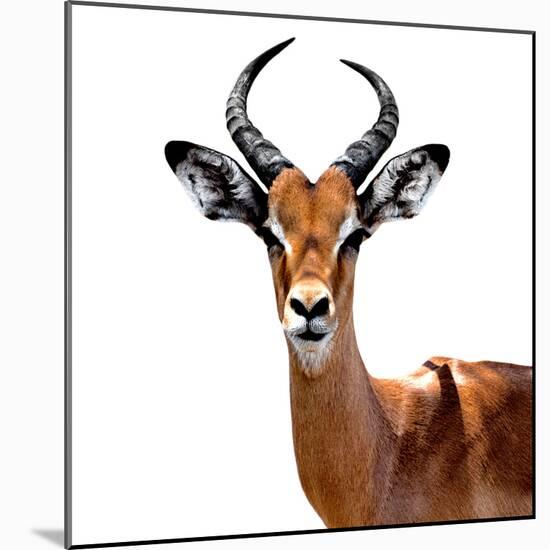 Safari Profile Collection - Antelope White Edition VI-Philippe Hugonnard-Mounted Photographic Print