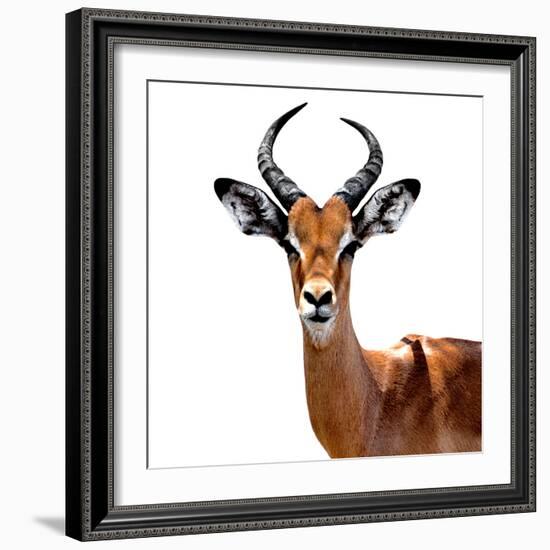 Safari Profile Collection - Antelope White Edition VI-Philippe Hugonnard-Framed Photographic Print