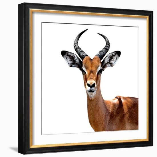 Safari Profile Collection - Antelope White Edition VI-Philippe Hugonnard-Framed Photographic Print